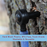 Side angle showing black plastic 5/16” maple tapping spile in a tree. Caption reads: hard black plastic, BPA-free, food-grade, washable and reusable.